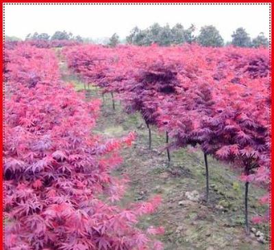 基地直销，红枫苗木的价格与质量解析——为您量身定制的最佳绿化选择
