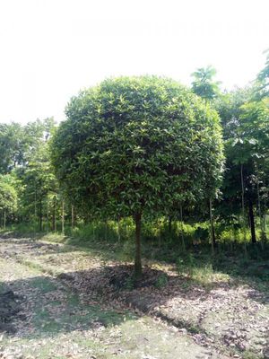 桂花苗木的绿色奇迹 13公分高分枝，匠心精粹的‘蘑菇型’之美