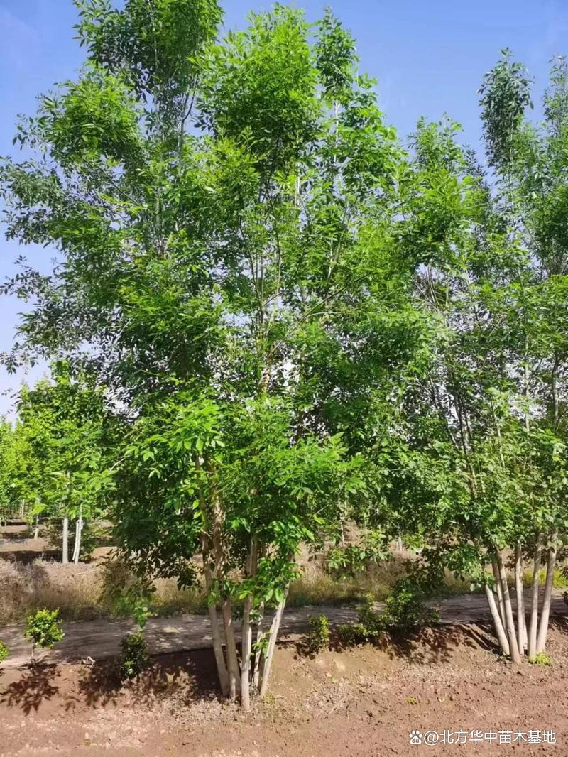 天津丛生白蜡苗加工厂:从树苗到成品苗木的关键工艺过程